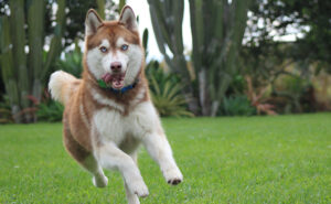 シベリアンハスキー