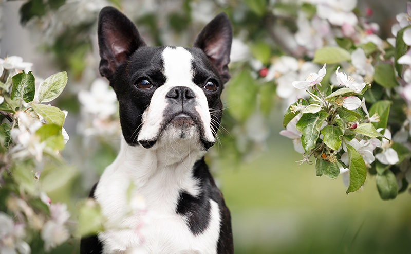 お花に囲まれるボストンテリア