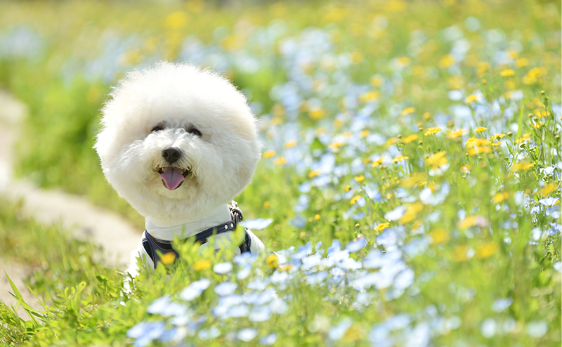 お花畑にいるビションフリーゼ