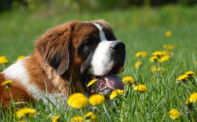 たんぽぽ畑にいるセントバーナード