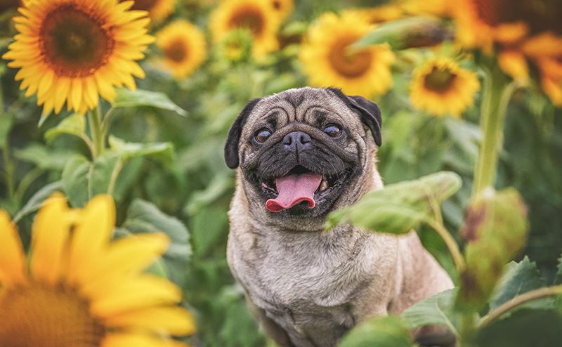 ひまわり畑にいるパグ
