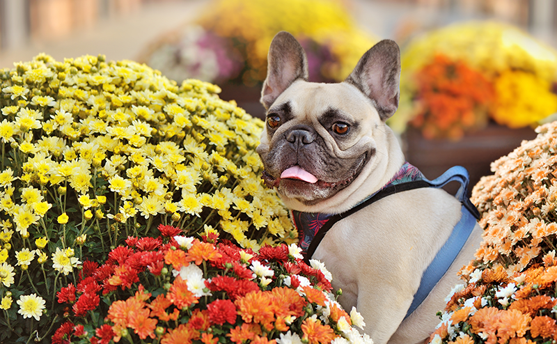 カラフルな花に囲まれるフレンチブルドッグ