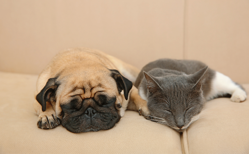 ソファーで眠るパグと猫