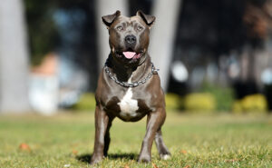 アメリカンピットブルテリア