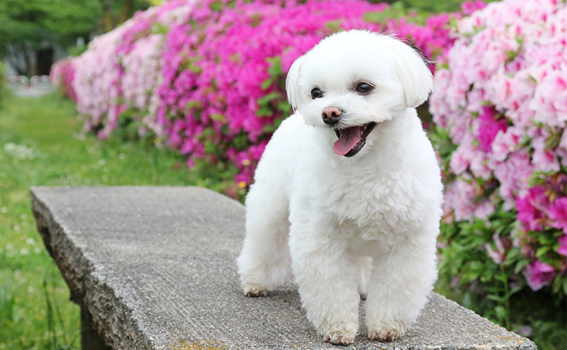 ベンチの上に立つマルチーズ