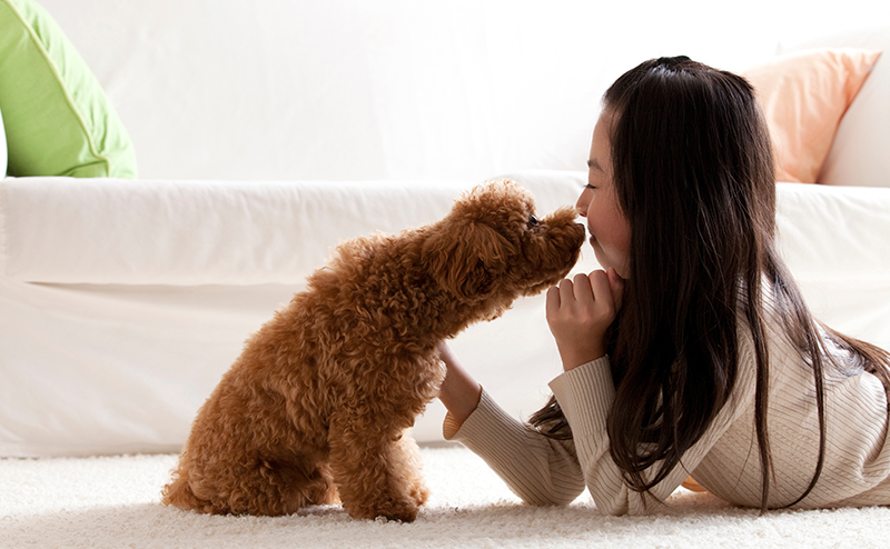 人間の女の子とトイプードル