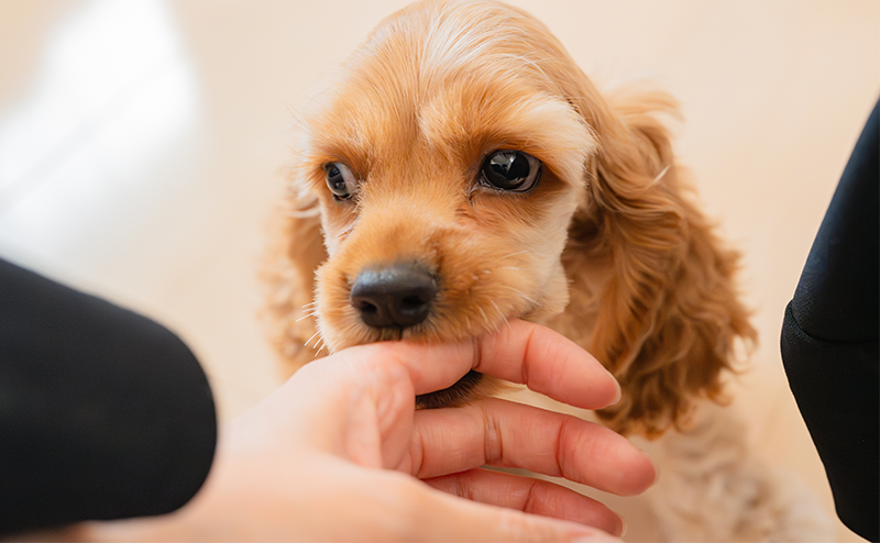 人間の指を甘噛みするアメリカンコッカースパニエル