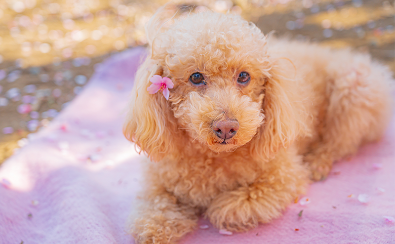 桜の花びらがついたトイプードル