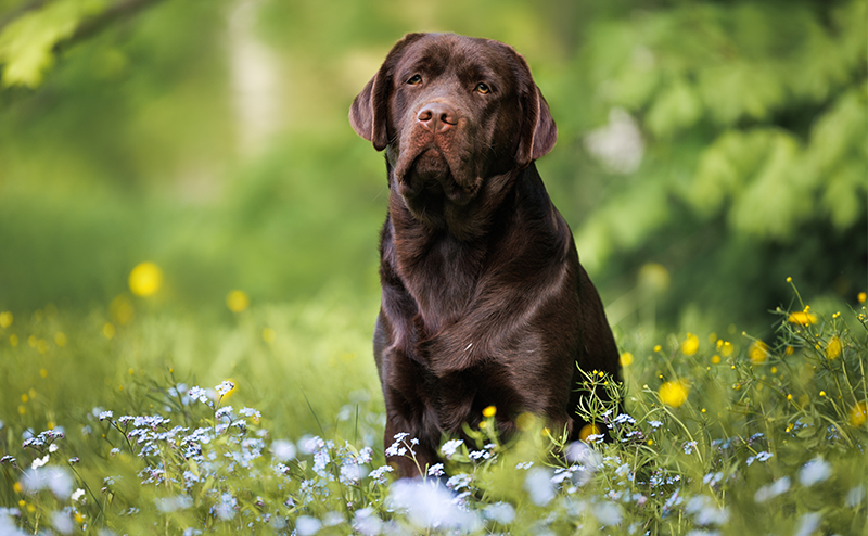 水色と黄色の花に囲まれるラブラドールレトリーバー