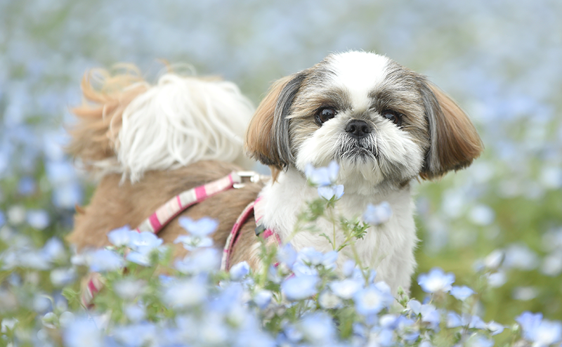 水色の花に囲まれるシーズー