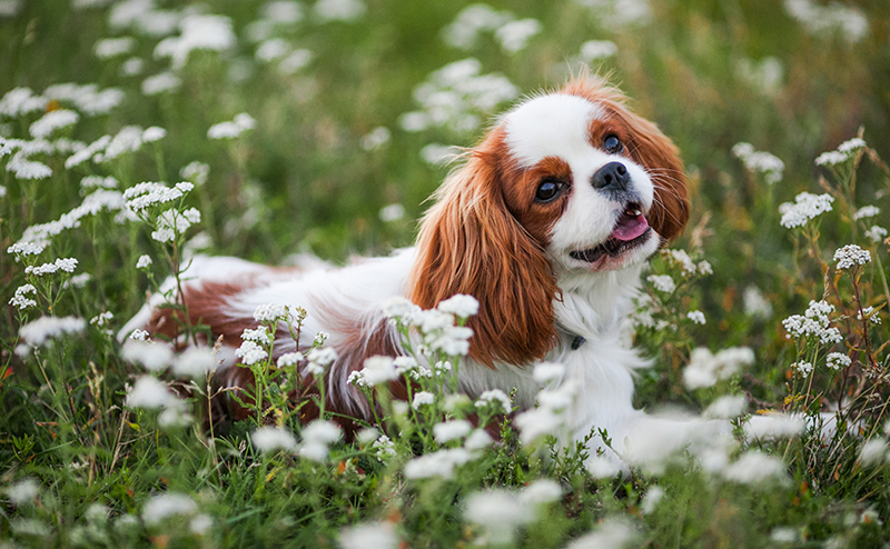 白い花に囲まれるキャバリアキングチャールズスパニエル