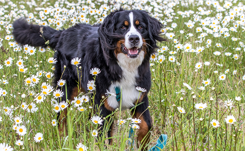 白い花に囲まれるバーニーズマウンテンドッグ