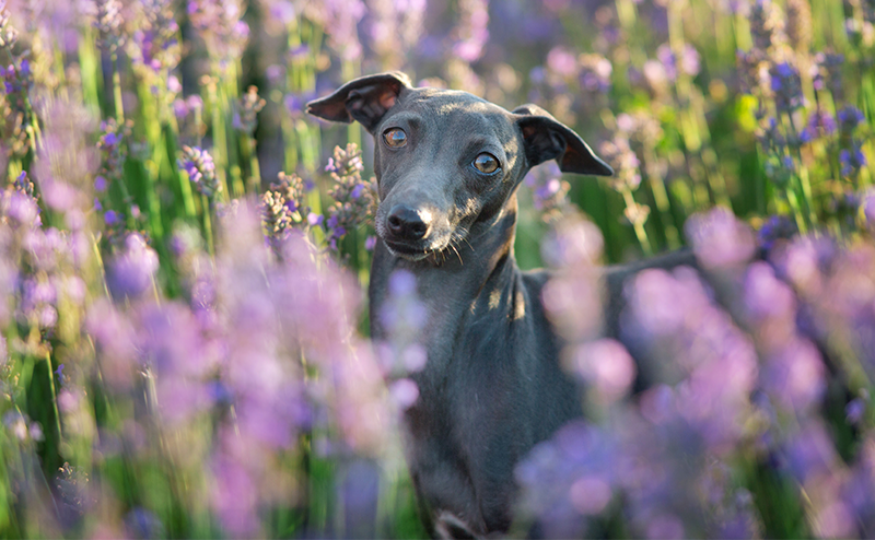 紫の花に囲まれるイタリアングレーハウンド