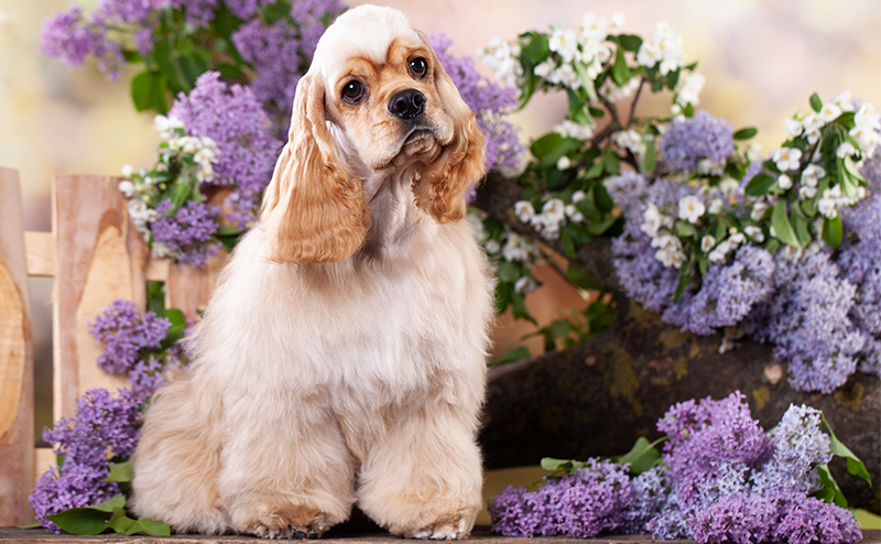 紫色の花とアメリカンコッカースパニエル