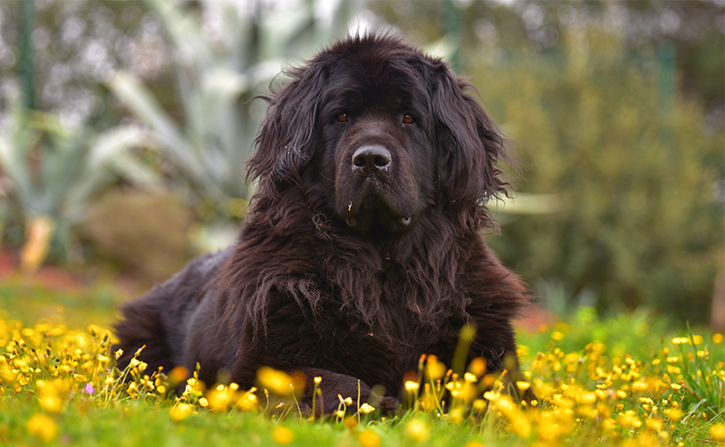 黄色の花とニューファンドランド