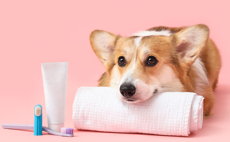歯磨きグッズと一緒に飼い主を待つコーギー