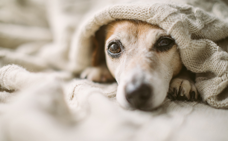 布団にくるまっている犬