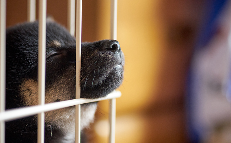 ケージの中で夜泣きをする子犬