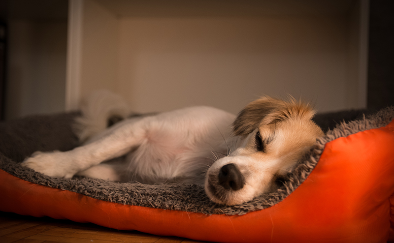 ベッドで寝ている犬
