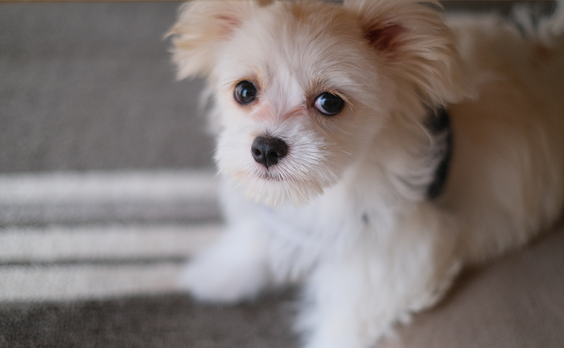 こちらを見つめるチワマル