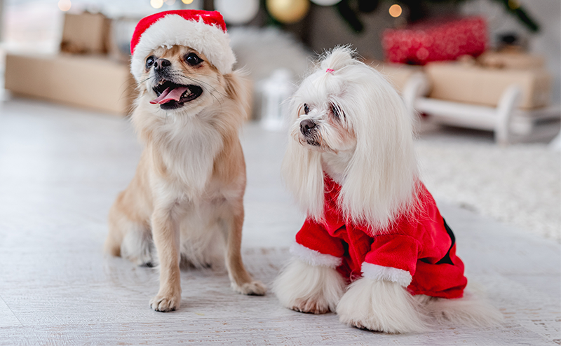 サンタクロースの格好をするチワワとマルチーズ