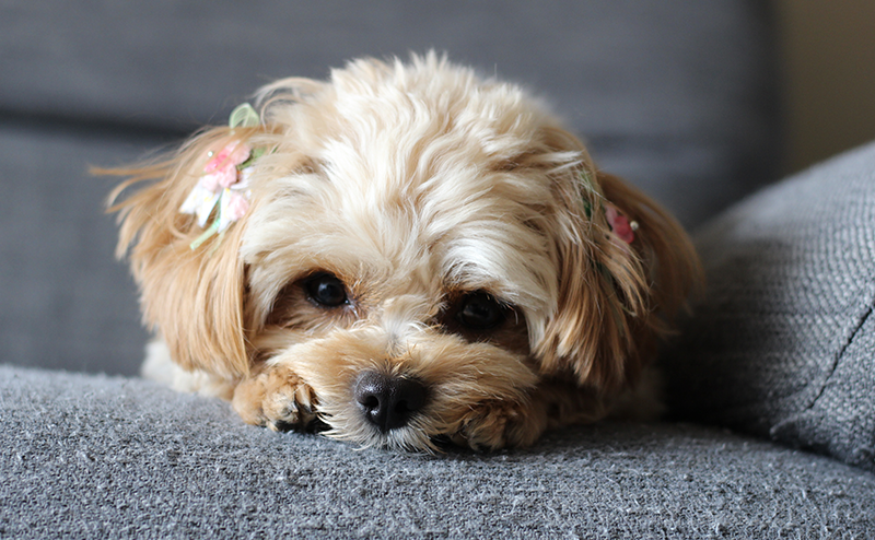 ソファーでくつろぐチワプー