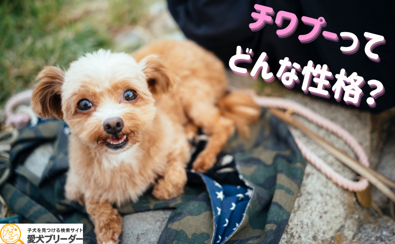 チワプーの性格は？プーチーとも呼ばれている？特徴や飼い方などまとめて紹介！