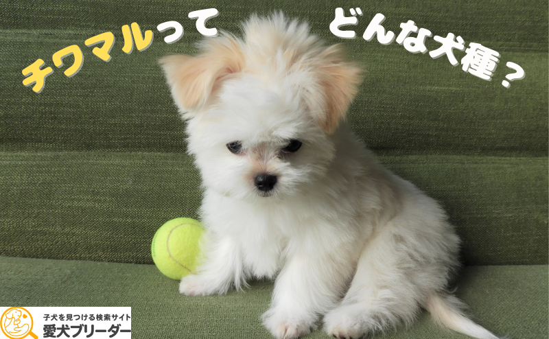 マルチーズとチワワのミックス犬「チワマル」とは？性格や飼いやすさ、価格相場を解説！