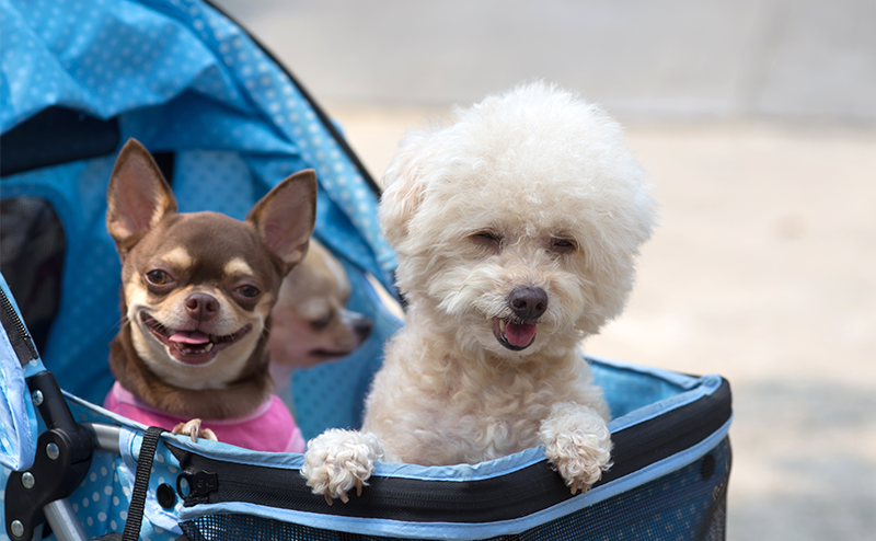ペット用バギーに乗っているトイプードルとチワワ
