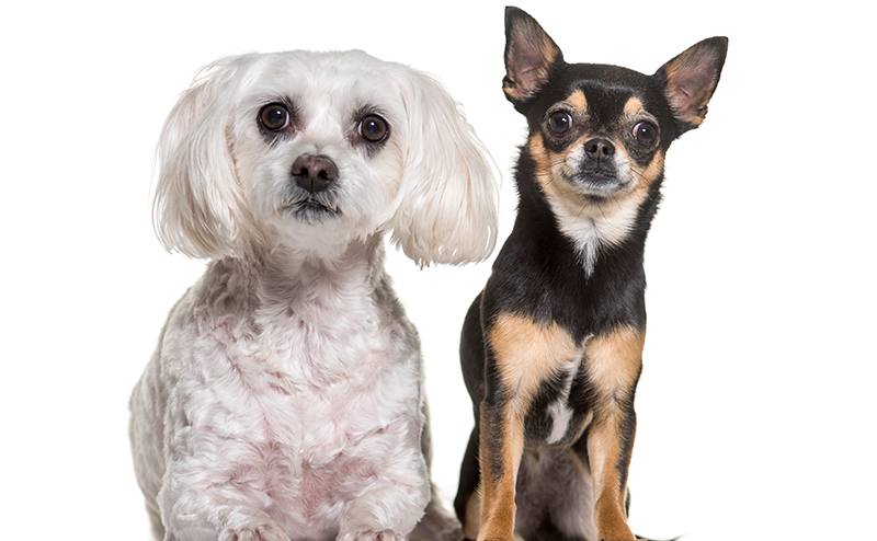 座っているマルチーズとチワワ