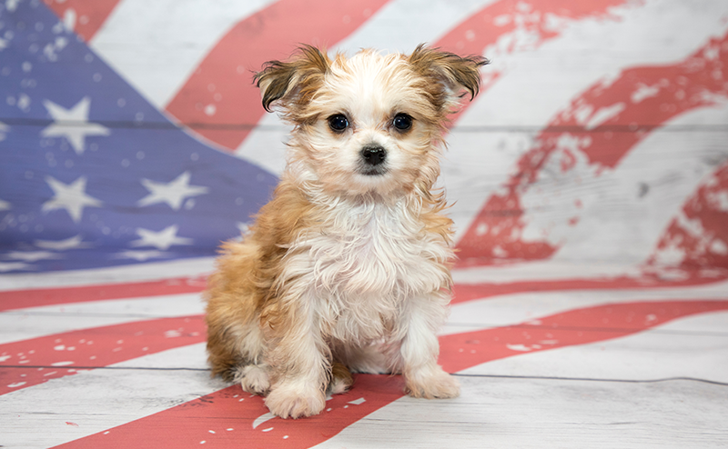 座ってこちらを見つめるチワマル