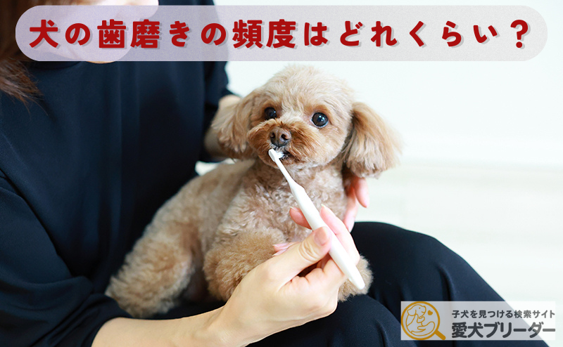 【犬の歯磨き】頻度は毎日？1日何回？理想的なやり方も解説！