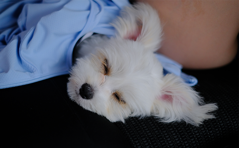 眠っているチワマル