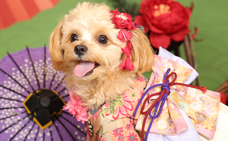 着物を着ているチワプー