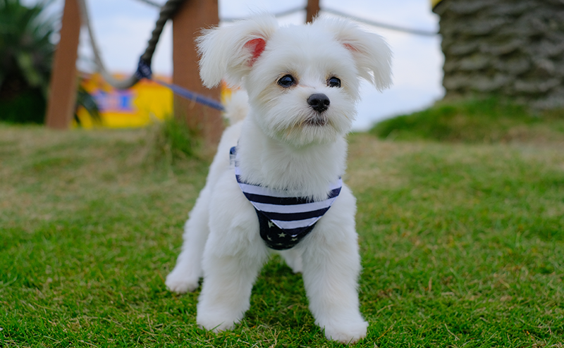 芝生の上に立つチワマル