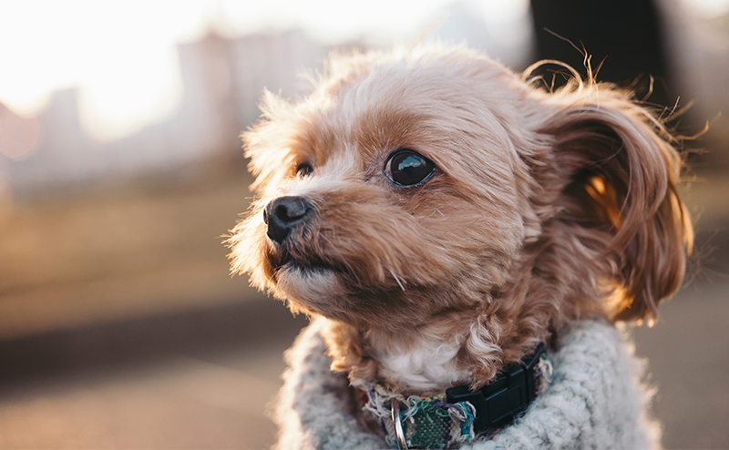 遠くを見つめるチワプー