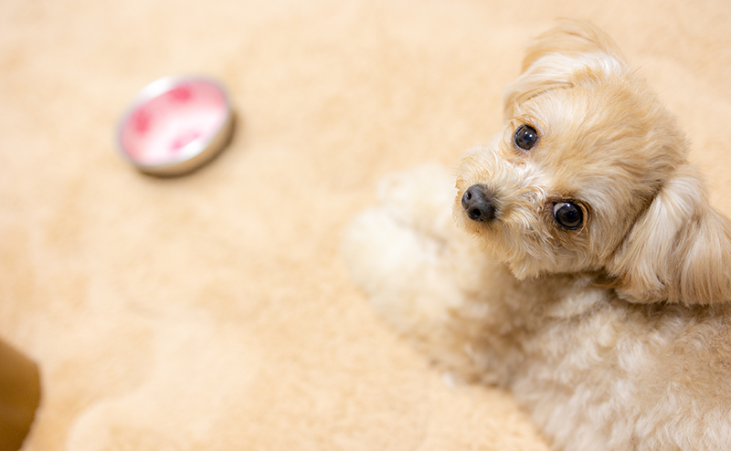 飼い主を見上げるチワプー