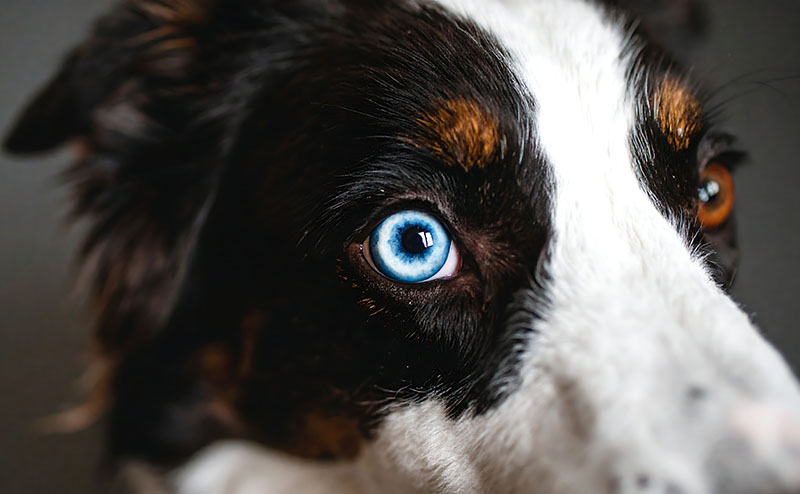 犬のオッドアイはなぜ生まれる？病気や視力へのリスク、なりやすい犬種を解説