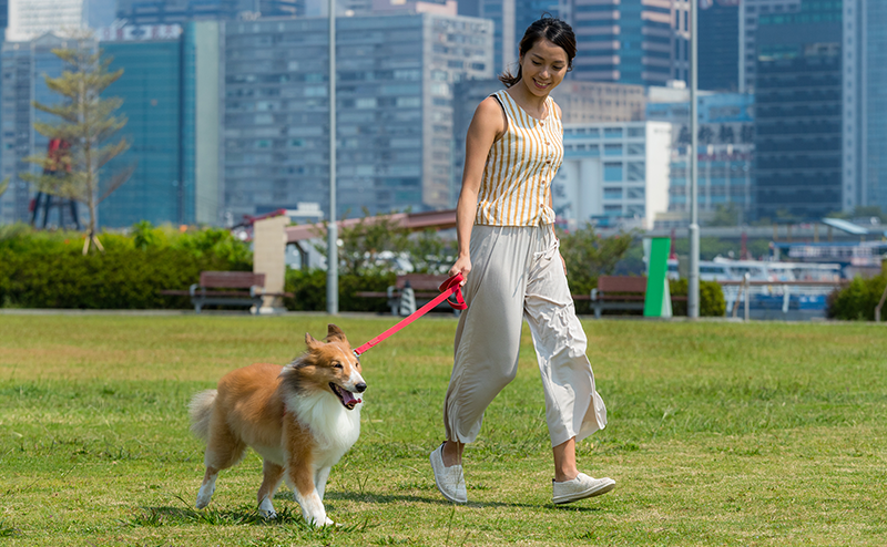 リードをつないで散歩している人と犬