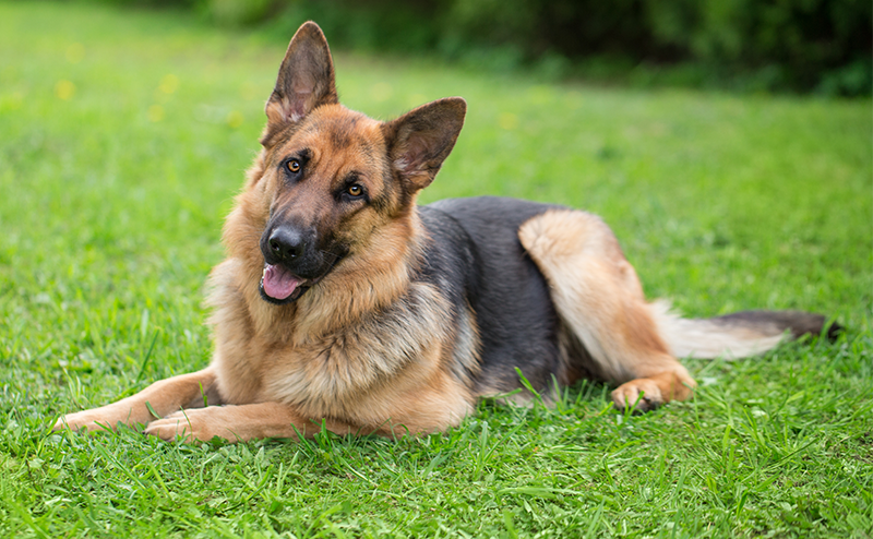 座っているジャーマンシェパード犬