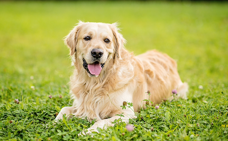 座っているゴールデンレトリーバー犬
