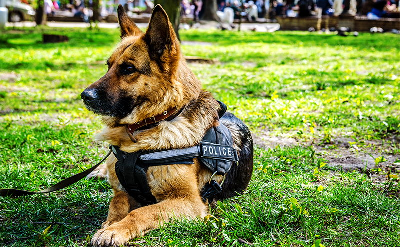 座っているジャーマンシェパードの警察犬