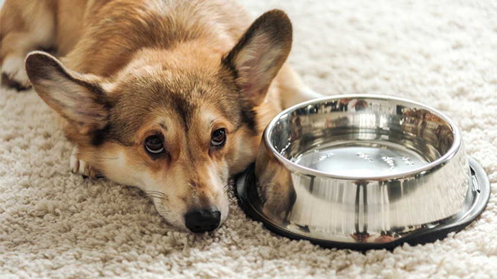 犬が水を飲まない原因と対処法｜何時間で危険？病院へ行く目安