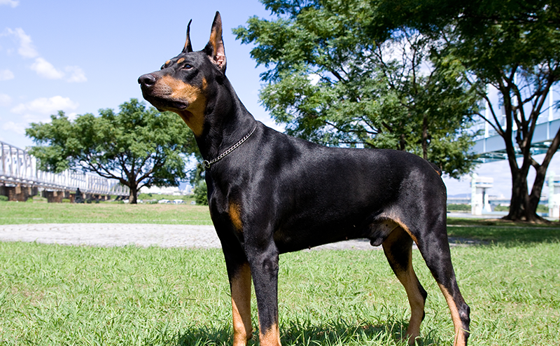 芝生に立っているドーベルマン犬