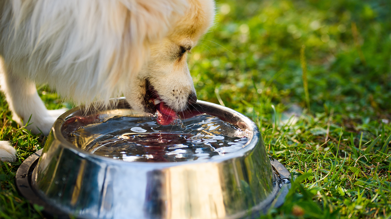 水を飲む犬