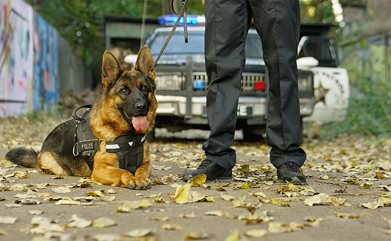 警察犬の犬種一覧｜指定7種から嘱託の小型犬・目指す方法まで解説