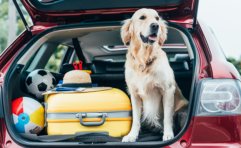 車のトランクに乗る犬