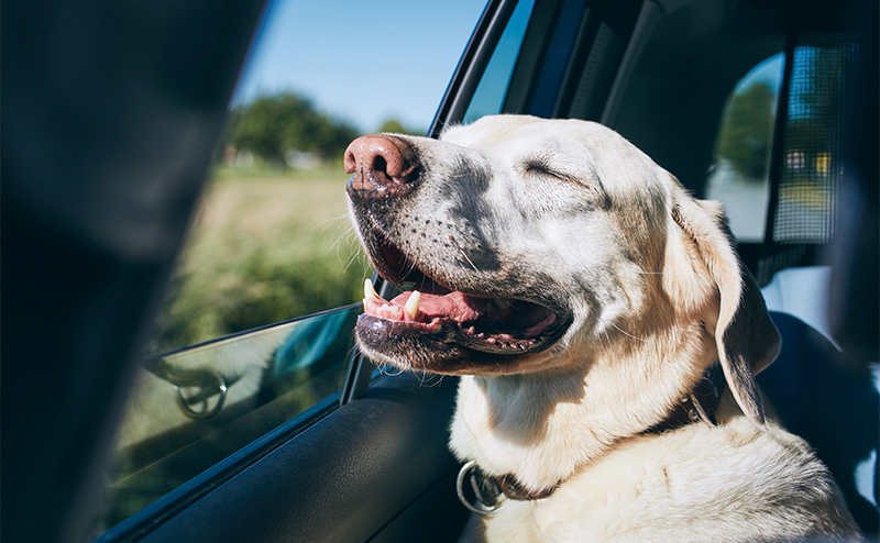 車の窓を開けて、眩しそうにしている犬