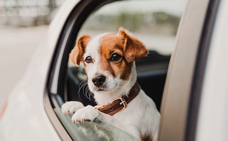 犬が車酔いをする原因と症状は？｜対策や予防法も解説