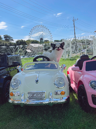 写真